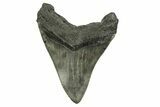 Huge, Fossil Megalodon Tooth - South Carolina #254583-2
